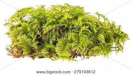 Moss Isolated On A White Background Close Up