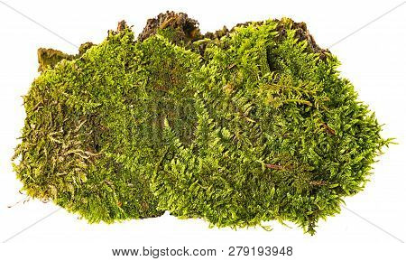 Green Moss Isolated On A White Background
