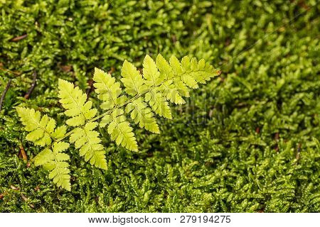 Fresh Green Moss In The Detail Close Up