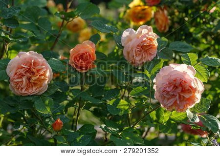 Blooming Yellow Rose In The Garden On A Sunny Day.