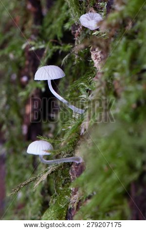 Delicate Mushroom Growing On A Tree In Woodlands
