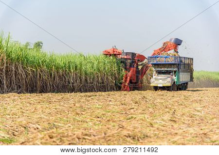 Harvest The Fresh Sugarcane By Sugarcane Harvester