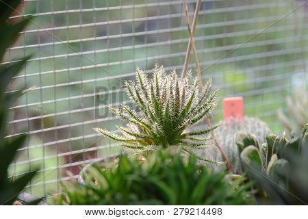 Small Cactus In Pot, Beautiful Succulent Plant With Sun Ligh