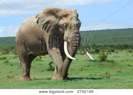 Elefante africano