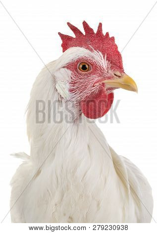 Leghorn Chicken In Front Of White Background
