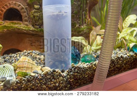 Cleaning The Soil In The Aquarium With A Siphon