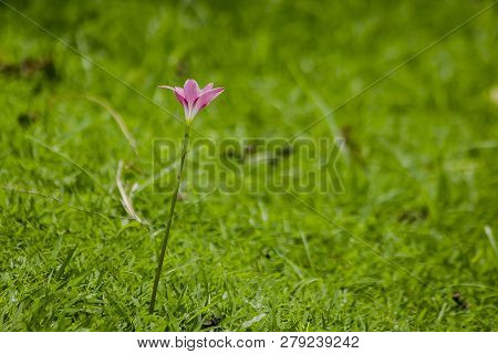 Zephyranthes Minuta In Nature With Pink Flowers