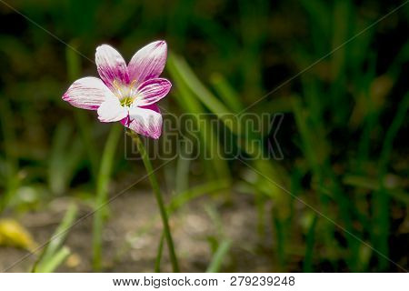Zephyranthes Minuta In Nature With Pink Flowers