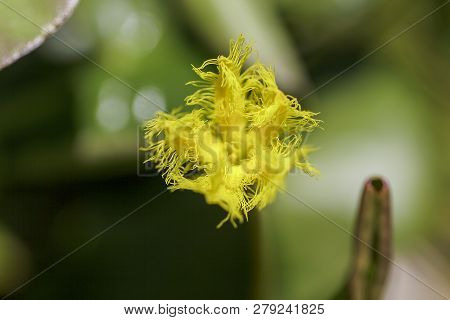 Nymphoides Indica Is A Small Water Float.
