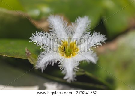 Nymphoides Indica Is A Small Water Float.