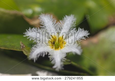 Nymphoides Indica Is A Small Water Float.