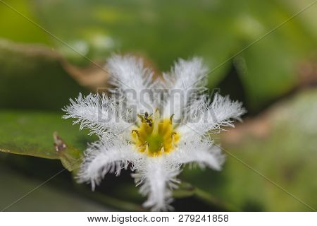 Nymphoides Indica Is A Small Water Float.