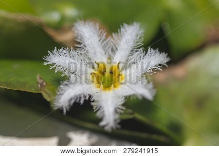 Nymphoides Indica Is A Small Water Float.