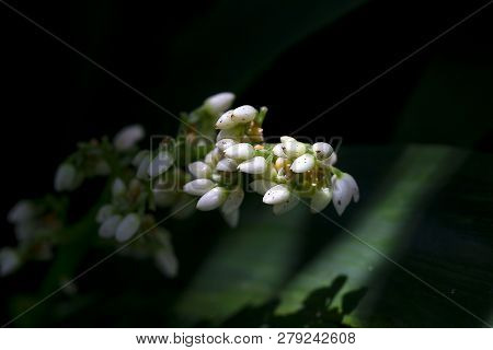 Caeruleum Aubl Is A Bouquet Of White Flowers, Flowering All Year Round.