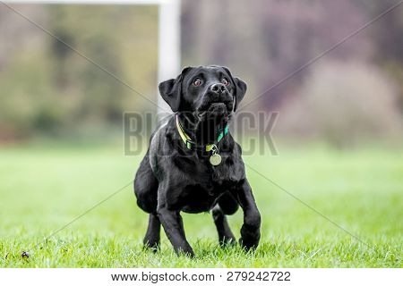 Young Black Labrador Seeing Something To Chase. Maybe A Ball Or Frisby  A Black Dog In A Park, Count