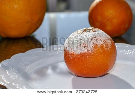 Rotten Citrus. Penicillium Mold On A Mandarin Fruit. Microscopic Fungi Producing Penicillin Antibiot