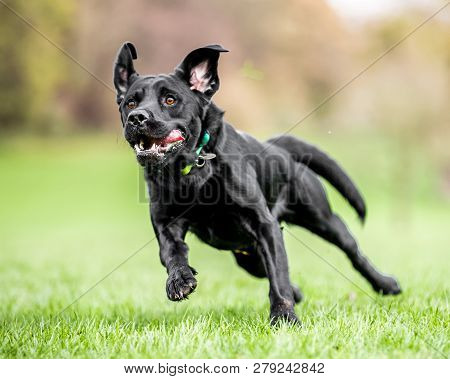 Young Black Labrador Running Over A Field Of Grass. A Black Dog In A Park, Countryside Meadow Or Fie