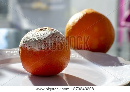 Rotten Citrus. Penicillium Mold On A Mandarin Fruit. Microscopic Fungi Producing Penicillin Antibiot