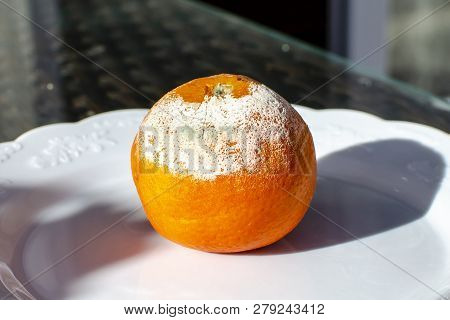 Rotten Citrus. Penicillium Mold On A Mandarin Fruit. Microscopic Fungi Producing Penicillin Antibiot