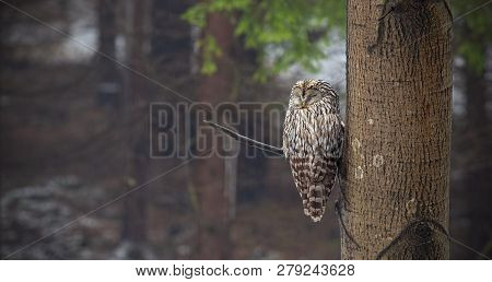 Ural Owl, Strix Uralensis, Sleeping In A Forest Hidden By A Tree.
