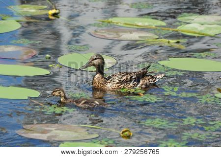 Duck Floating In The Lake