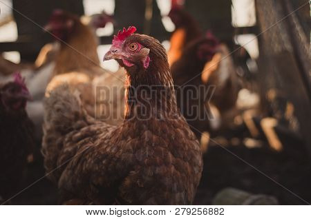 Outdoor Portrait Of Hen In Free Breeding With Other Hens And Chickens On Background. Brown Hen Posin