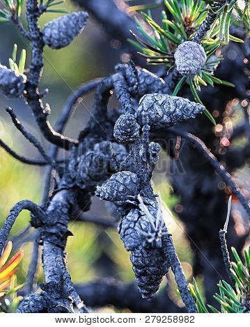 Old Dried Up Pine Cones Attached To Dead Branches