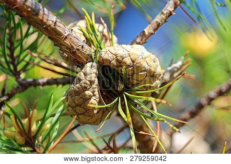 Two Scots Pine Cones On A Tree Before Opening