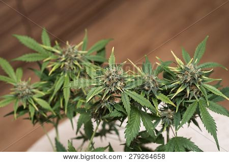 Young Marijuana Bush With Crystallized Flowering Buds. Dov