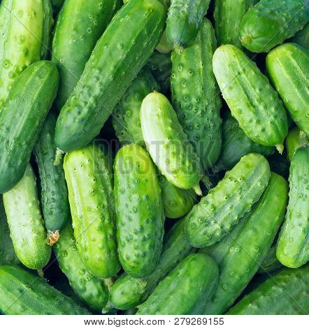 Cucumbers As A Food Background Texture. Fresh Organic Cucumbers Ready For Pickling. Picked Crop Of C