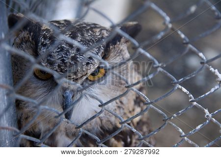 Barred Eagle-owl In The Zoo. Selective Focus.