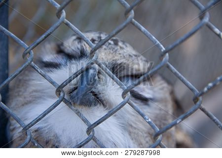 Barred Eagle-owl In The Zoo. Selective Focus.