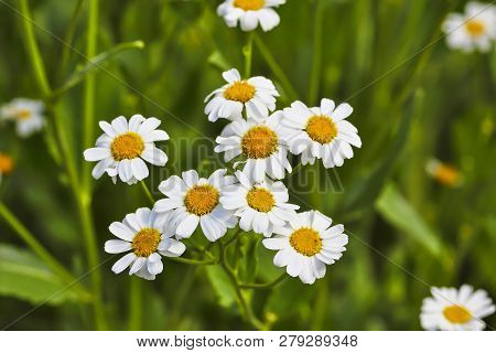 Flower Fullness, Flowers Of The Balsam Herb (balsamita Major)