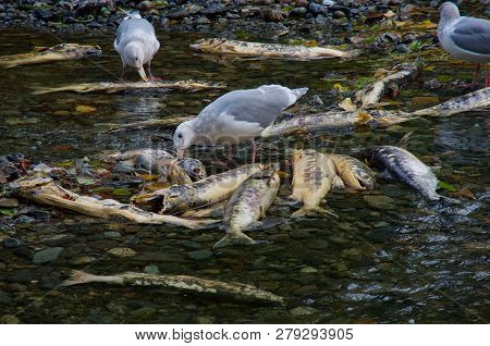 Seagulls Feed On Dead Chum Salmon During The Salmon Run In Goldstream River, Vancouver Island, Briti