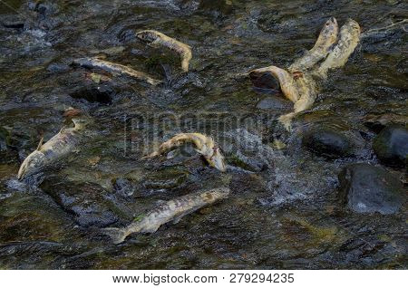 Several Spawned Out Chum Salmon Decay On The Rocks Of Goldstream River, Vancouver Island, In Shades 
