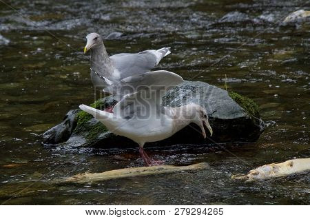 Adult Glaucus Winged Gull Lays Claim To A Chum Salmon Carcass In Goldstream River, Vancouver Island,