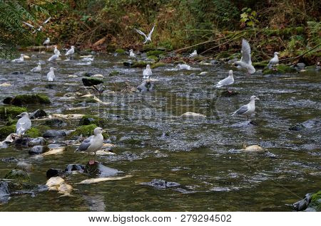 Glaucus Winged Gulls Congregate On Goldstream River To Feed On Dead Fish During The Salmon Run, Gold