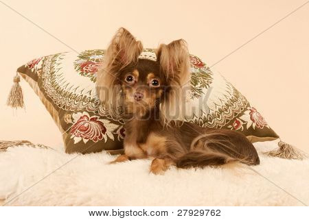 Toi doggy