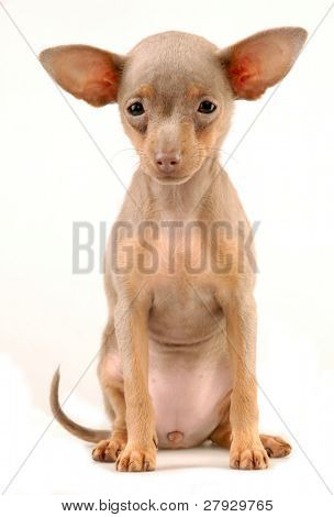 Toi doggy