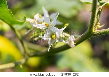 Flower​s​ Of​ Turkey Berry Or​ Solanum Torvum., White​ Flower​s​.