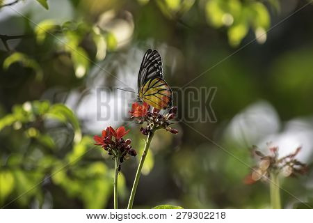 Butterfly On Jatropha Integerrima Jacq , The Bright Red Flowers In The Park.