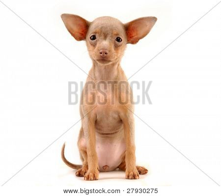 Toi doggy