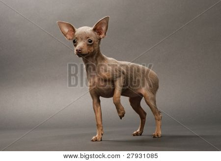 Toi doggy
