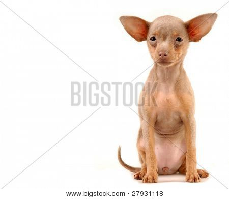 Toi doggy