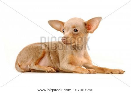 Toi doggy
