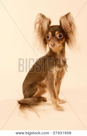 Toi doggy