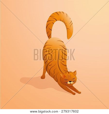 Thick Striped Red Cat Stretches Sleepily. A Pet With A Long Fluffy Tail.