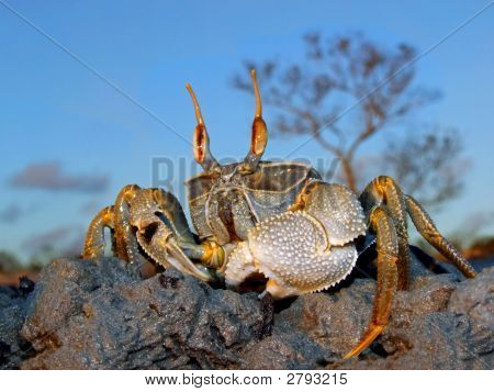 Duch krab na skalách
