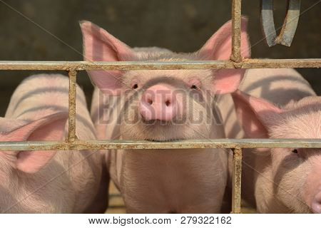 Close Up Of Some White Color Domesticated Piggy, Piglet ( Sus Scrofa Domesticus ), Large White Yorks