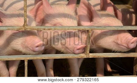 Close Up Of Some White Color Domesticated Piggy, Piglet ( Sus Scrofa Domesticus ), Large White Yorks